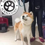 Rossovino 3*